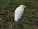 Cattle Egret