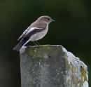 Pied Fltcatcher
