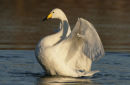 Whooper Swan
