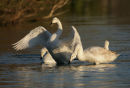 Whooper Swans