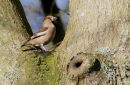 Hawfinch