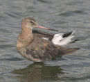 Black-tailed Godwit