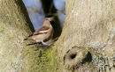 Hawfinch