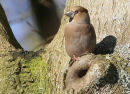 Hawfinch