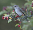 Spotted Flycatcher