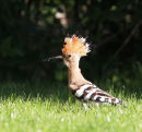 HOOPOE