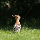 HOOPOE