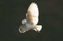 Barn Owl