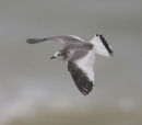 Sabine's Gull