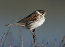 Reed Bunting