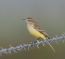 Yellow Wagtail