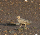 Buff-breasted Sandpiper