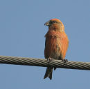 Crossbill