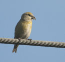 Crossbill