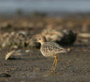 Buff-Breasted Sandpiper