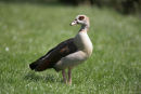 Egyptian Goose