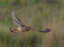 Kestrel