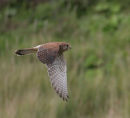 Kestrel