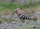 Hoopoe