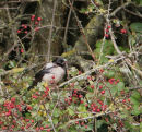 Rose-Coloured Starling