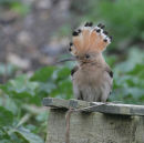 Hoopoe