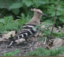 Hoopoe