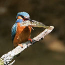 Kingfisher