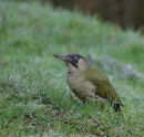Green Woodpecker