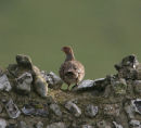 Grey Partridge