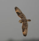 Short eared Owl