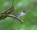 Blackcap
