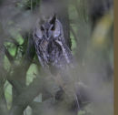 Long-eared Owl