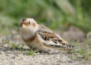 Snow Bunting