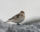 Snow Bunting