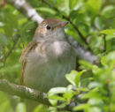 Nightingale