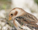 Snow Bunting