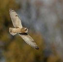 Short -eared Owl