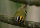 Firecrest