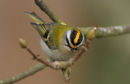 Firecrest