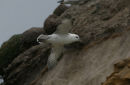Fulmar