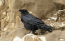 Raven