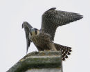 Peregrine