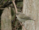 Eastern type Chiffchaff ???