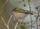Firecrest