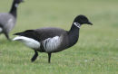 Black Brant