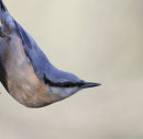 Nuthatch