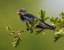 Swallow