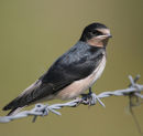 Swallow