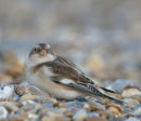 Snow Bunting