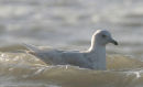 Iceland Gull